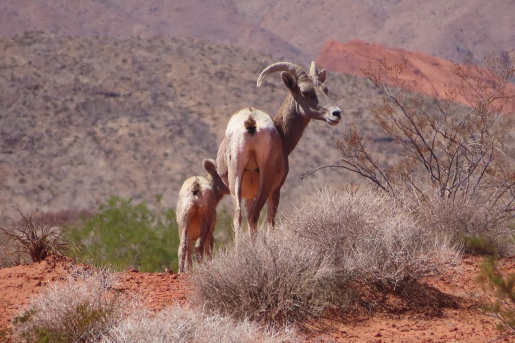 Wildlife at valley of fire state park near a campsite