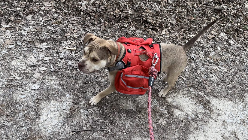 Backpacking with a dog