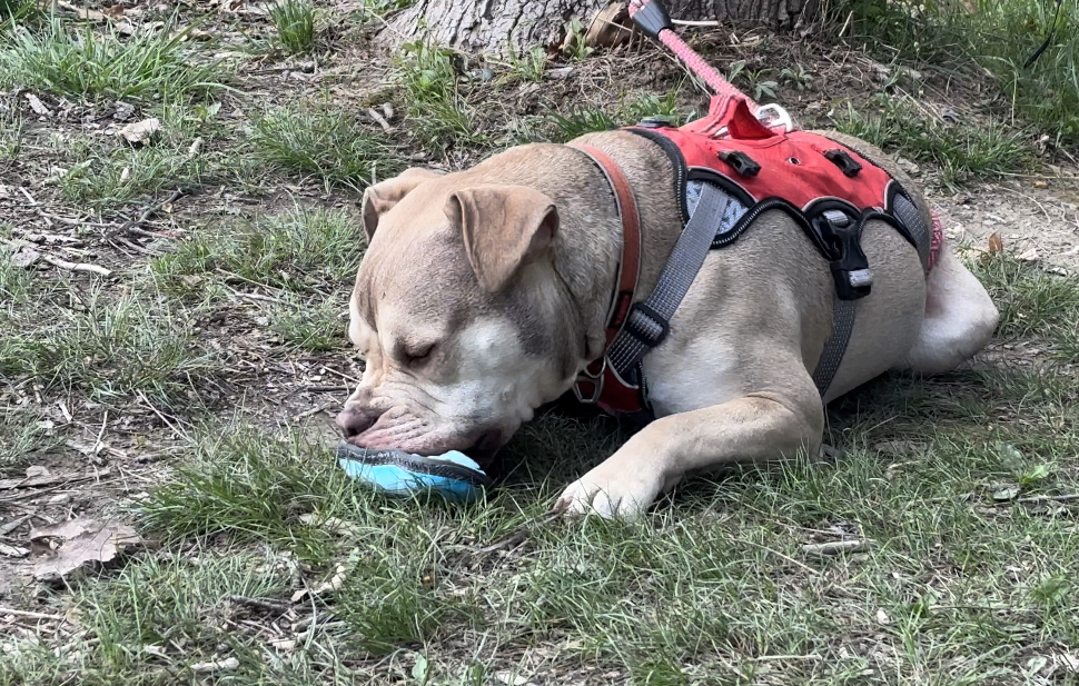 Chew toy after hiking with a dog