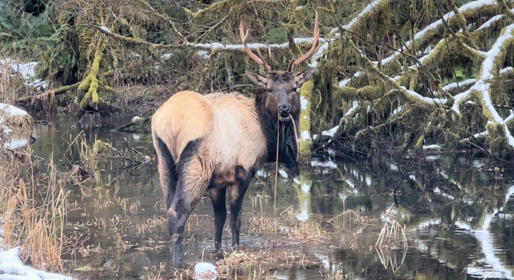 Elk in HOH rainforest