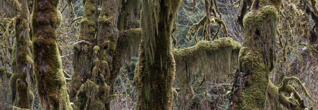 Hall Of Mosses