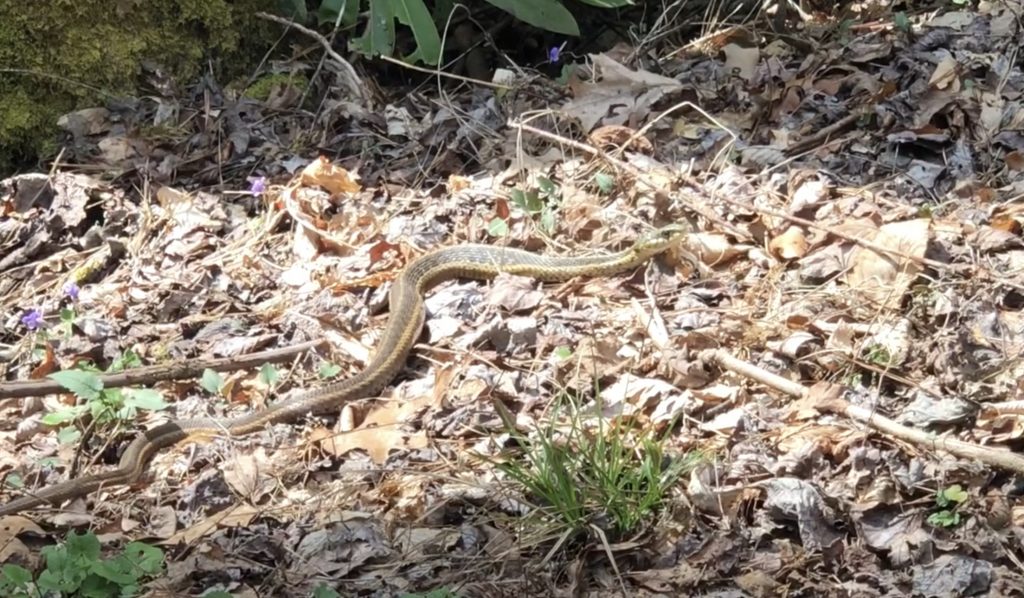 Snake while hiking