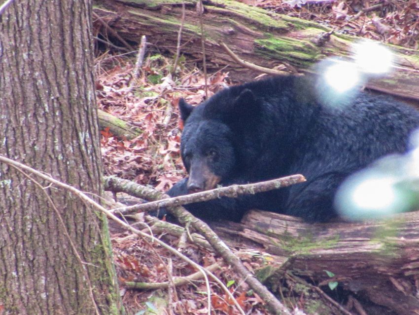 Black Bear in the smoky mountains